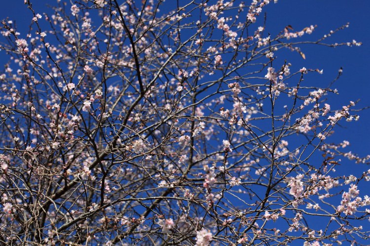PRUNUS SUBHIRTELLA AUTUMNALIS