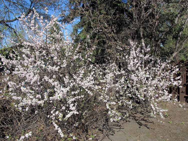 PRUNUS TOMENTOSUM