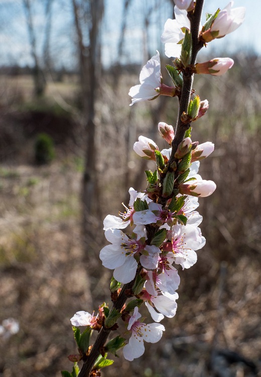 PRUNUS TOMENTOSUM