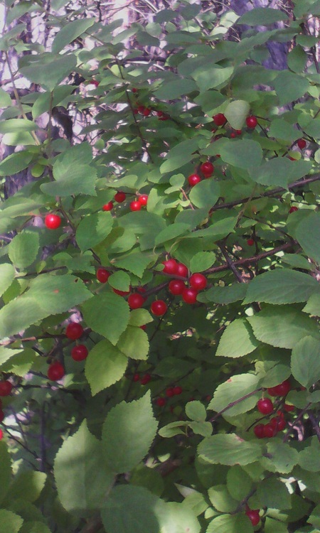 PRUNUS TOMENTOSUM