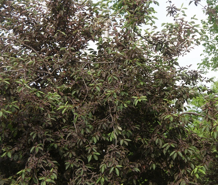 PRUNUS VIRGINIANA SCHUBERT
