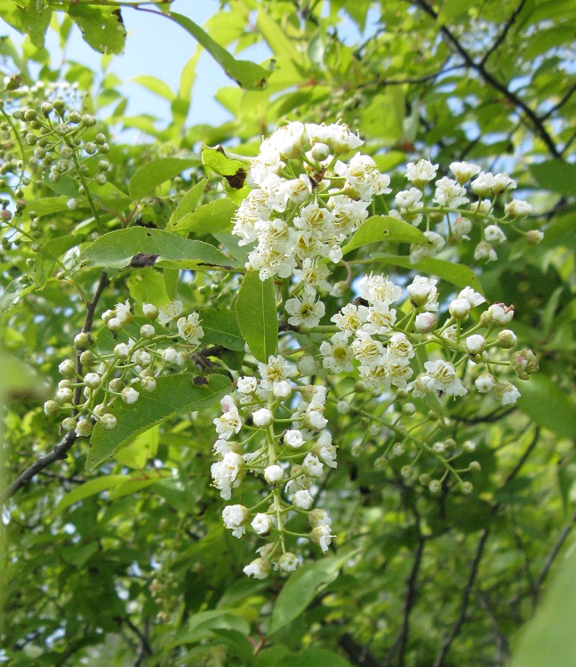 PRUNUS VIRGINIANA SCHUBERT