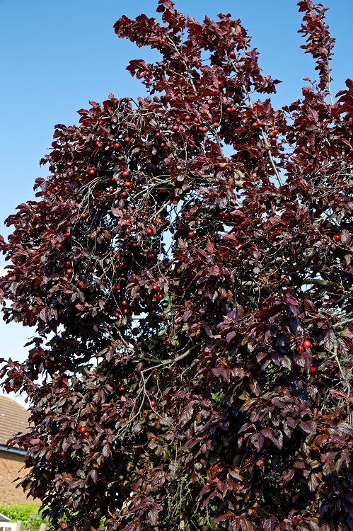 PRUNUS VIRGINIANA SCHUBERT