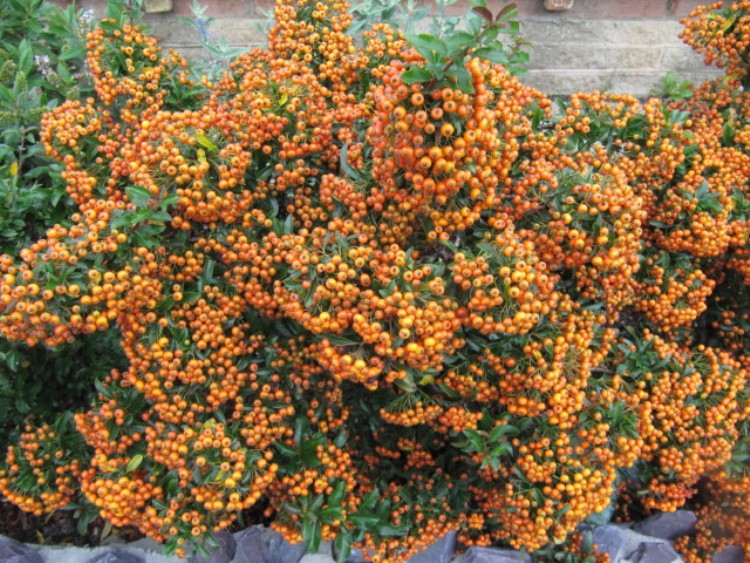 PYRACANTHA NAVAHO