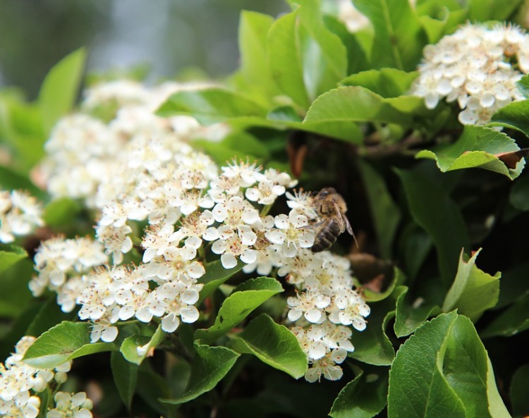 PYRACANTHA NAVAHO