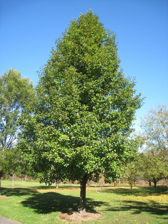 PYRUS CALLERYANA CHANTICLEER