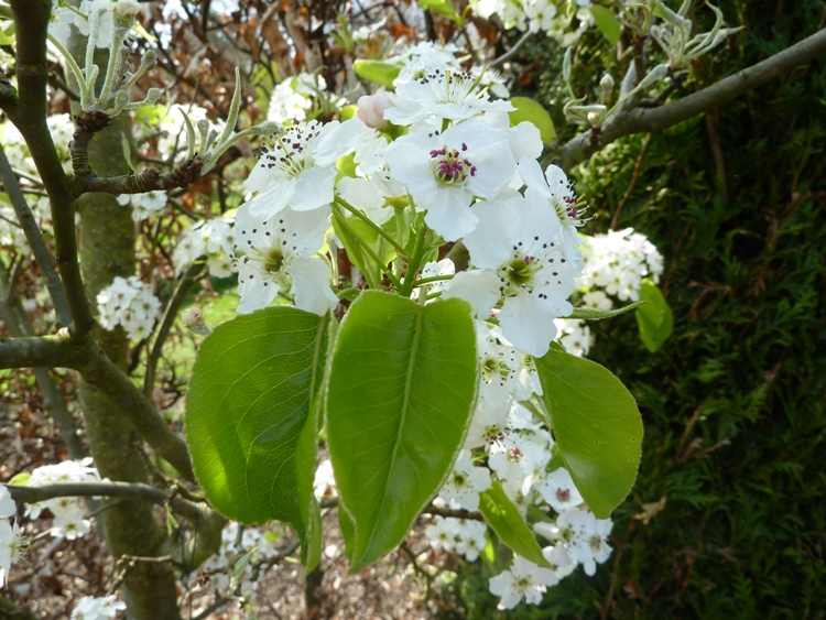 PYRUS CALLERYANA CHANTICLEER
