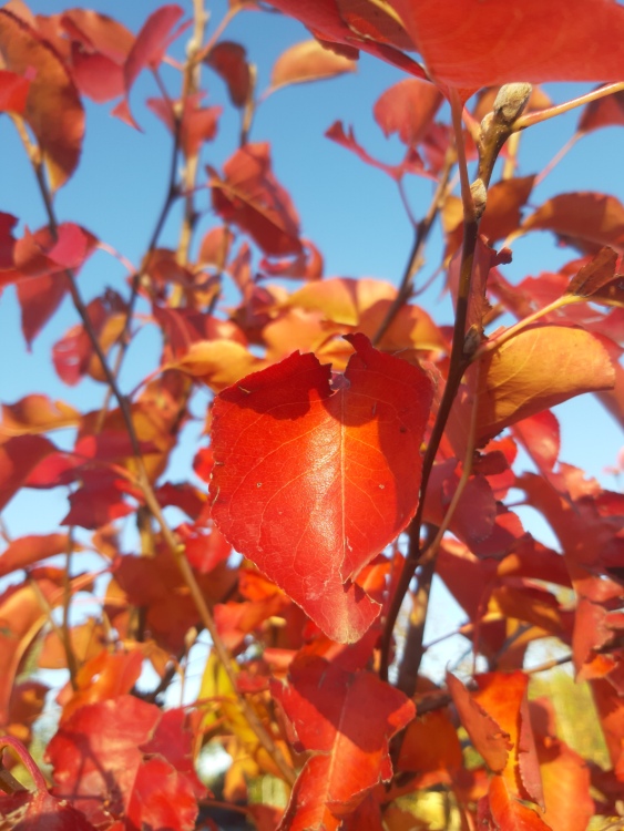 PYRUS CALLERYANA CHANTICLEER
