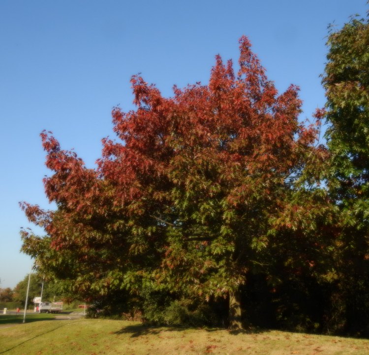 QUERCUS AMERICANA RUBRA
