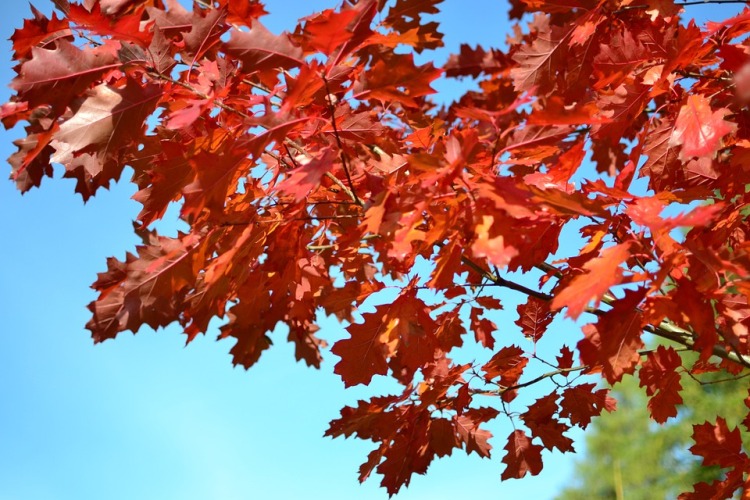 QUERCUS AMERICANA RUBRA