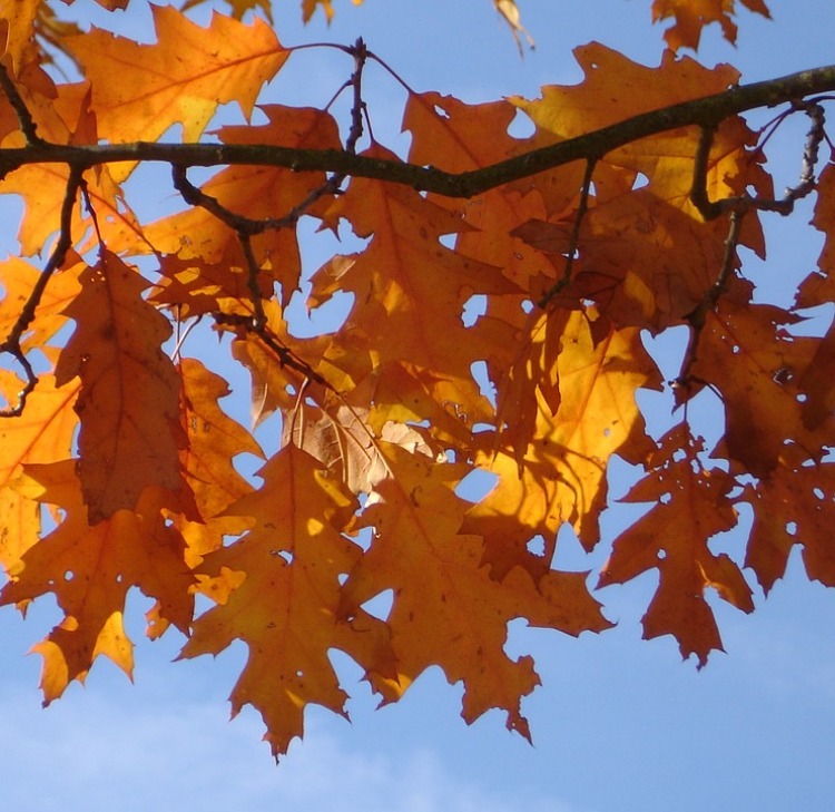 QUERCUS AMERICANA RUBRA