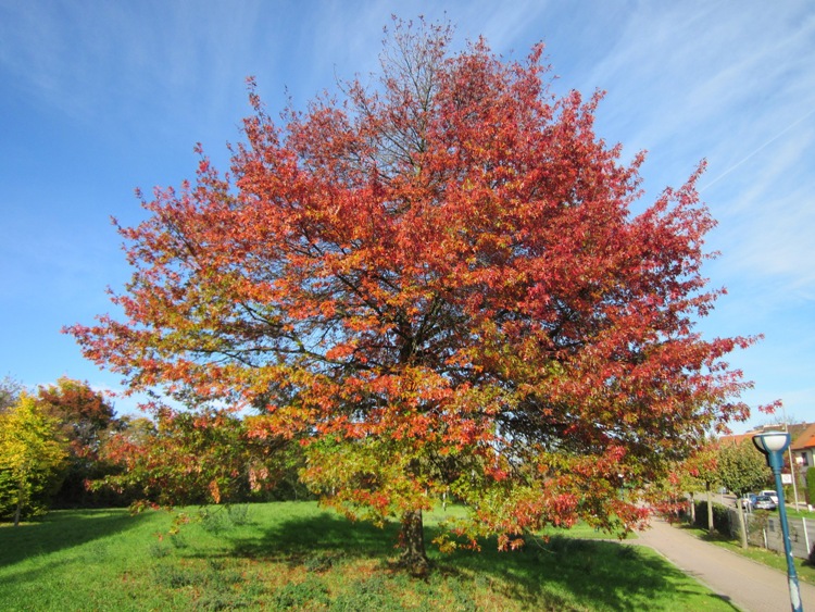 QUERCUS COCCINEA