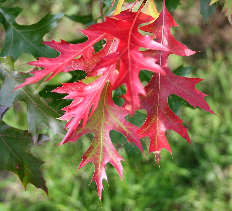 QUERCUS COCCINEA