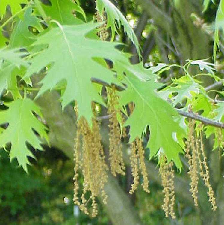 QUERCUS COCCINEA