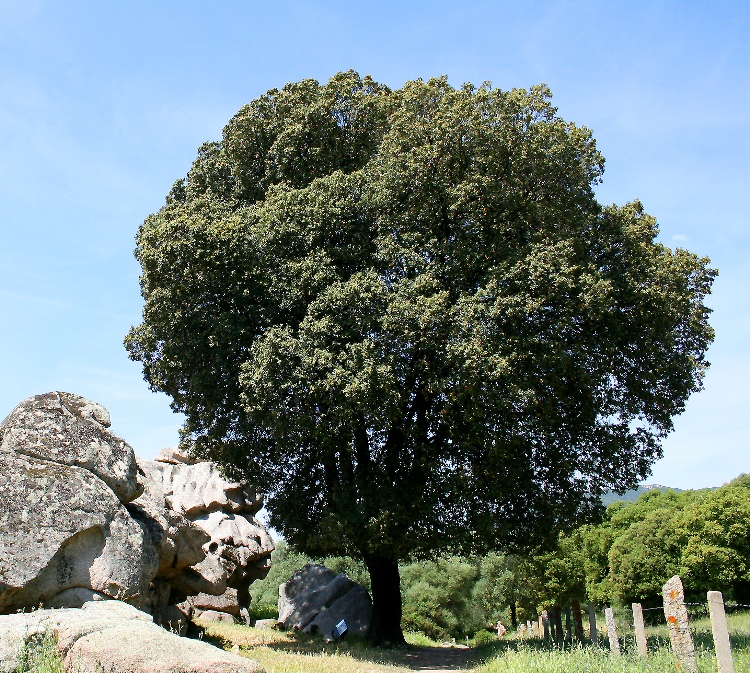 QUERCUS ILEX