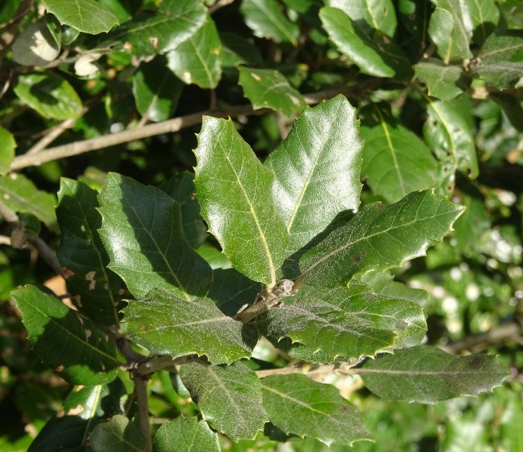 QUERCUS ILEX