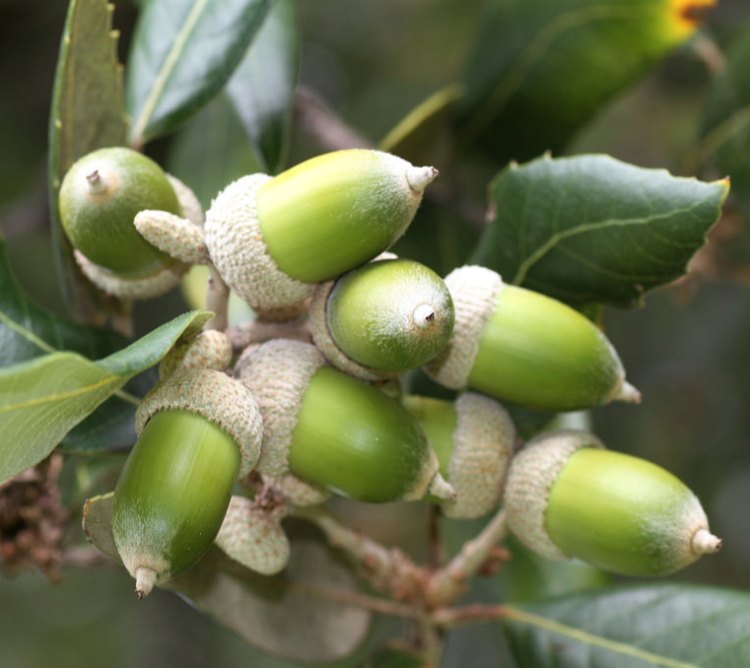 QUERCUS ILEX
