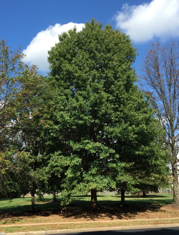 QUERCUS PALUSTRIS