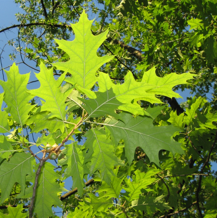 QUERCUS PALUSTRIS