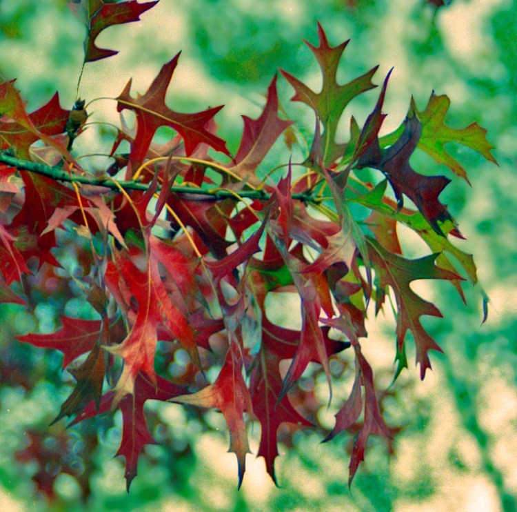 QUERCUS PALUSTRIS