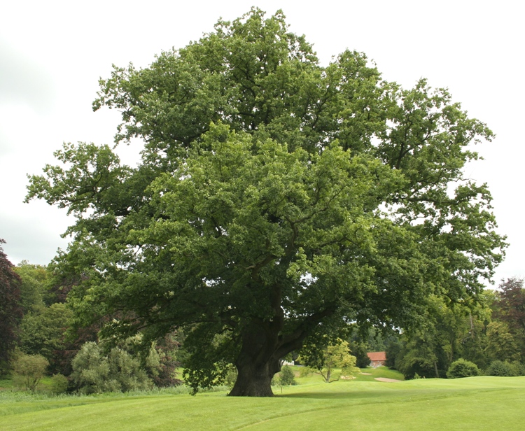 QUERCUS ROBUR