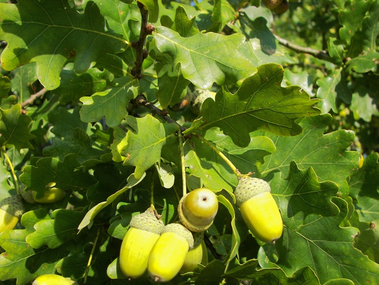 QUERCUS ROBUR