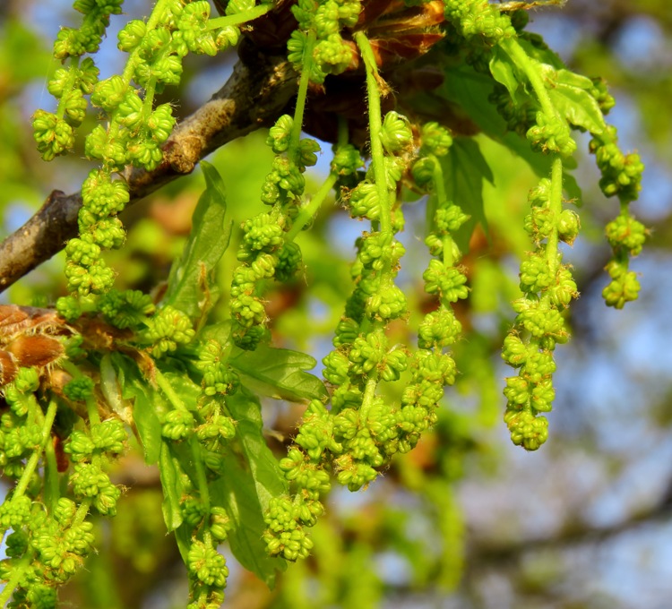 QUERCUS ROBUR
