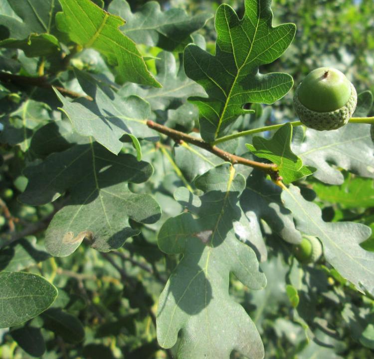QUERCUS ROBUR FASTIGIATA