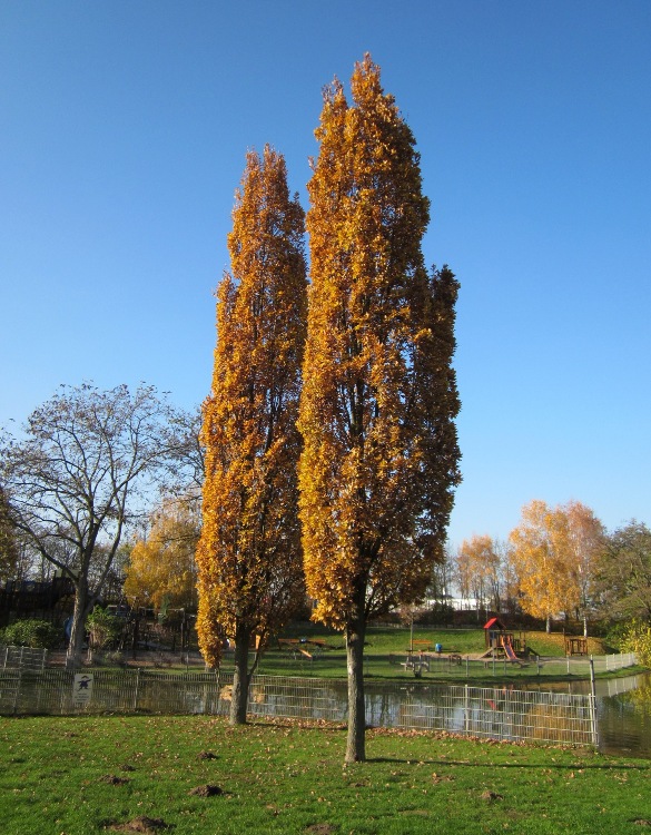 QUERCUS ROBUR FASTIGIATA