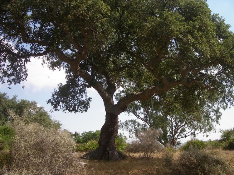 QUERCUS SUBER