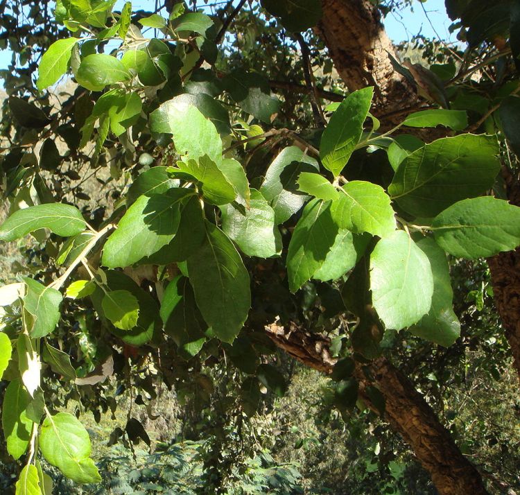 QUERCUS SUBER