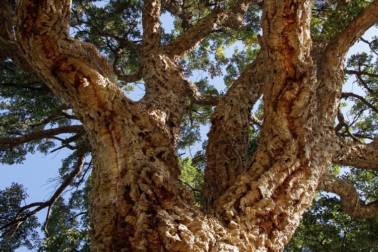 QUERCUS SUBER
