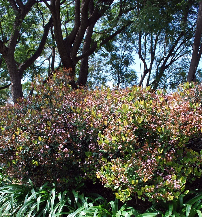 RHAPHIOLEPIS DELACOURII SPRING TIME