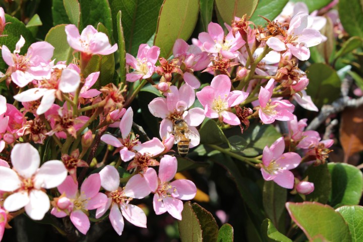 RHAPHIOLEPIS DELACOURII SPRING TIME