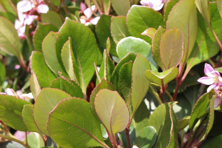 RHAPHIOLEPIS DELACOURII SPRING TIME