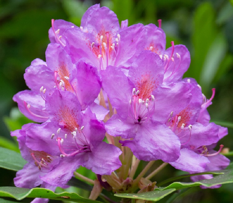 RHODODENDRON HYB. PONTICUM VARIEGATUM