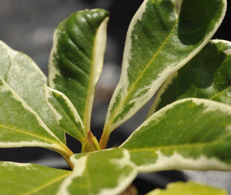 RHODODENDRON HYB. PONTICUM VARIEGATUM