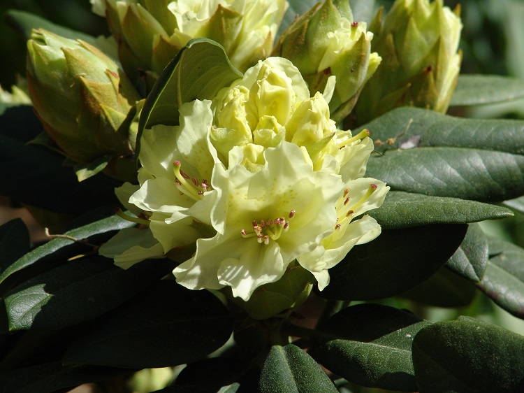 RHODODENDRON HYBRIDUM