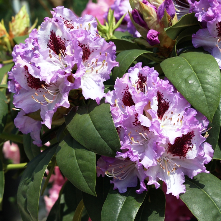 RHODODENDRON HYBRIDUM