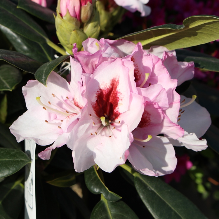 RHODODENDRON HYBRIDUM