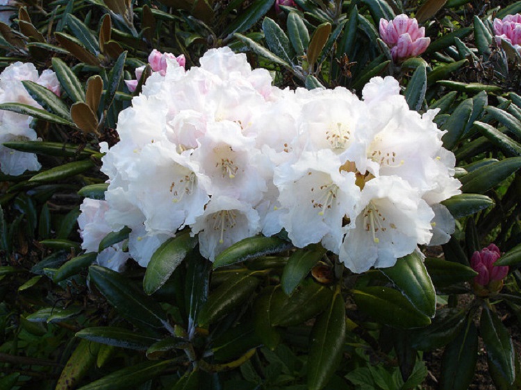 RHODODENDRON HYBRIDUM YAKUSHIMANUM