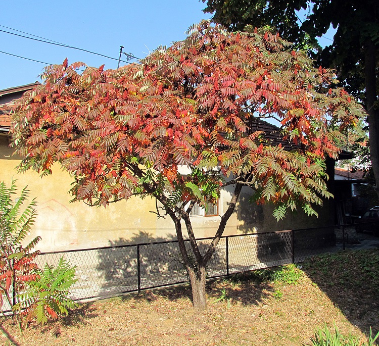 RHUS TYPHINA