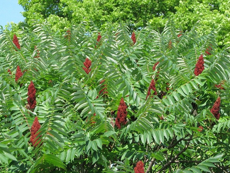 RHUS TYPHINA