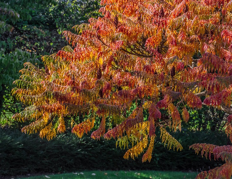RHUS TYPHINA