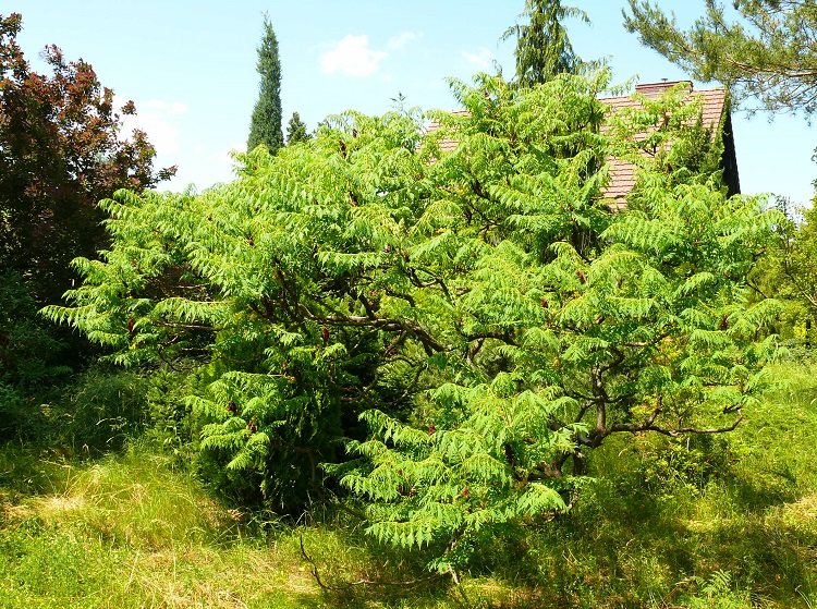 RHUS TYPHINA DISSECTA LACINIATA