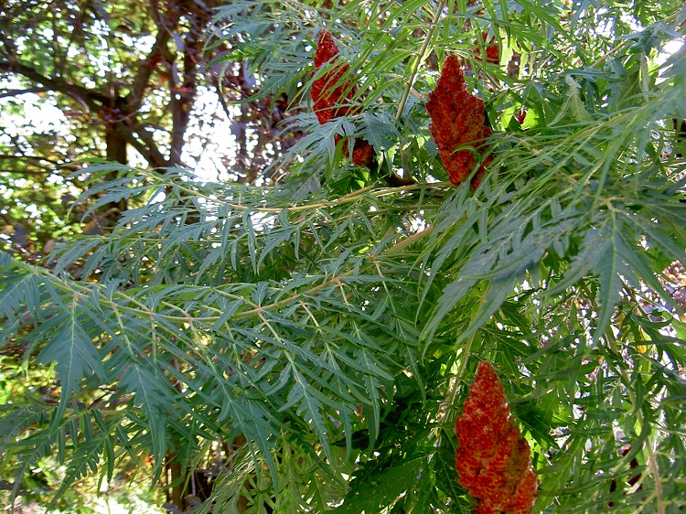 RHUS TYPHINA DISSECTA LACINIATA