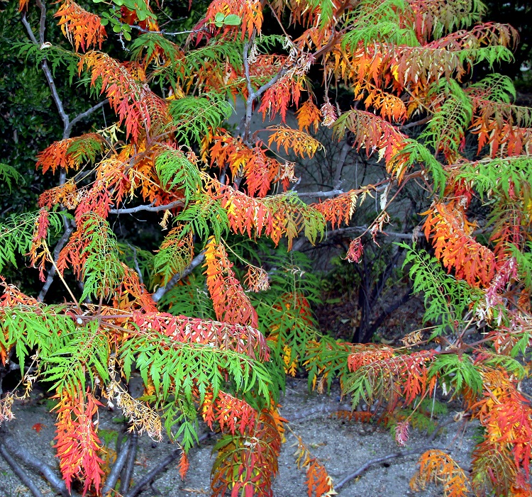 RHUS TYPHINA DISSECTA LACINIATA