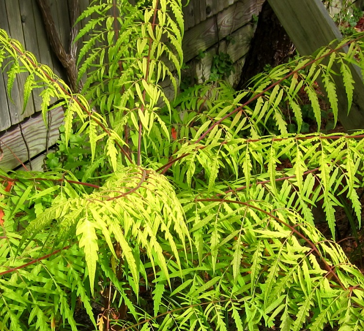 RHUS TYPHINA DISSECTA LANCINATA AUREA