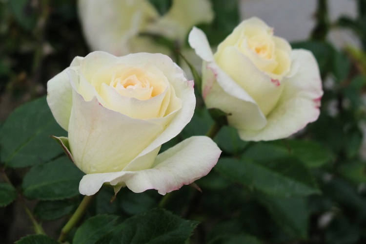 ROSA POLYANTHA LA PALOMA