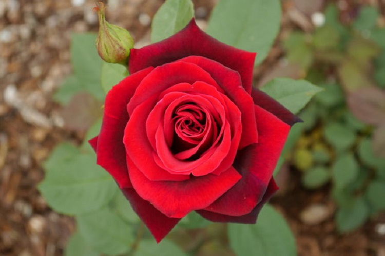 ROSA POLYANTHA NICCOLO' PAGANINI